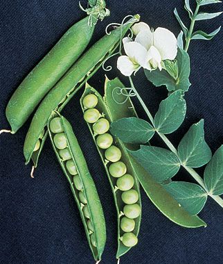 Pea Garden, Garden Bed Layout, Pea Plant, Sweet Pea Seeds, Fall Garden Vegetables, Heirloom Vegetables, Types Of Vegetables, Seed Catalogs, Pea Flower