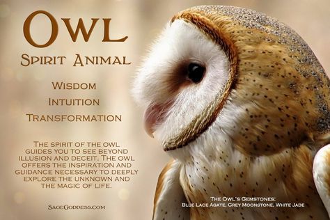 Owl spirit animal Animal Totem Spirit Guides, Owl Symbolism, Owl Quotes, Spirit Animal Meaning, Animal Meanings, Spirit Animal Totem, Animal Spirit Guide, Spiritual Animal, Animal Spirit Guides