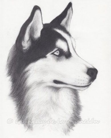 Images By Audrey Lipkind On Drawings C41 Siberian Husky Drawing, Husky Tattoo, Husky Drawing, Kunst Inspo, A Husky, Animal Sketches, Wolf Art, Blue Heeler, Dog Drawing