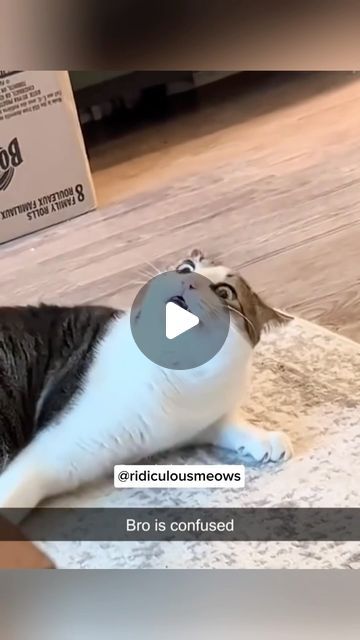 67K views · 14K likes | funny cats on Instagram: "Send this to somebody … • • • • • #catmemes #catlovers #catmeme #funnyvideos #funny #funnymeme #funnyvideo #funnycats #funnycat #funnycats #funnyfails #fail #failvideo #catsofinstagram #catsofworld" Funny Animal Fails, Fails Videos, Funny Cat Fails, Animal Fails, Cat Fails, Fail Video, March 20, Funny Fails, Cat Memes