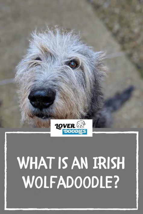 What is an Irish Wolfadoodle? Only one of the best gentle giants around. You will love the docile and easy-going temperaments of the Wolfadoodle. They get along with everyone and don’t have a mean bone in their body. Wolfadoodles will quickly win your heart and become your best friend. Read full post! Irish Wolfadoodles, Goldendoodle Aesthetic, Irish Wolfhound Facts, Irish Wolfhound Mix, Doodle Breeds, Doodle Dog Breeds, Irish Wolfhound Puppies, Irish Doodle, Puppy Facts