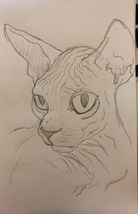 Hairless Cat Drawing Reference, Hairless Cat Painting, Hairless Cat Drawing, Sphynx Cat Drawing, Hairless Cats, Worker Bee, Drawing Things, Cat Embroidery, Cat Doodle