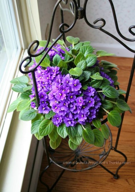 Favorite Houseplants | Grateful Prayer | Thankful Heart Grateful Prayer, Large Terrarium, African Violet Pots, African Violets Plants, Violet Plant, Thankful Heart, Pothos Plant, African Violet, House Plants Decor