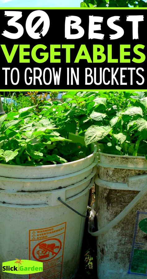 Bucket Garden, Growing Vegetables In Pots, Bucket Gardening, Garden Remedies, Small Vegetable Gardens, Container Vegetables, Indoor Vegetable Gardening, Vegetable Garden Diy, Grow Vegetables