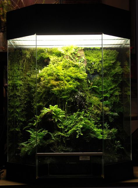 Vertikal Garden, Frog Terrarium, Taman Air, Plante Carnivore, Aquarium Terrarium, Reptile Terrarium, Terrarium Ideas, Reptile Enclosure, Moss Garden