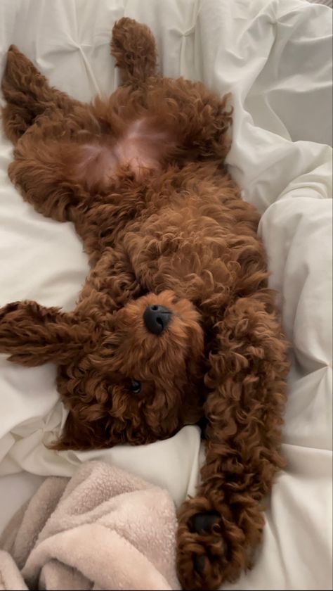 Cute puppy Cavoodle Puppies, Happy Pics, Dream Puppy, Smartest Dog Breeds, Mini Goldendoodle Puppies, Cute Small Dogs, Puppy Mom, Dog Mommy, Random Aesthetics