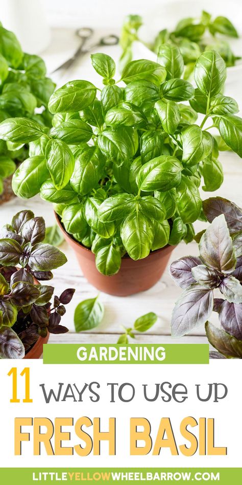 Uses For Basil, Storing Fresh Basil, Storing Basil, Fresh Basil Recipes, Basil Tea, Easy Herbs To Grow, Sage Recipes, Preserving Herbs, Growing Basil