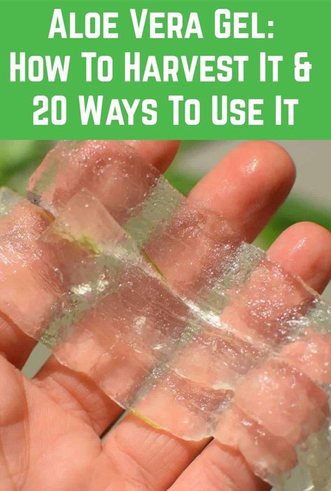 If you have an Aloe plant, it's incredibly easy to harvest the gel. Here's how, plus 20 brilliant ways to use it. How To Save Aloe Vera Gel, Uses Of Aloe Vera Plant, How To Get Aloe Gel From Plant, What To Use Aloe Vera Plant For, What Can I Make With Aloe Vera Plant, Aloe Uses Diy, How To Make Aloe Gel From Plant, What Can You Do With Aloe Vera Plant, How To Process Aloe Vera