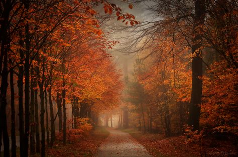 Get Lost In Autumn by Nelleke on DeviantArt Fall Ipad Wallpaper Aesthetic Horizontal, Fall Landscape Photography, Cute Laptop Wallpaper, Ipad Wallpapers, Night Forest, Phone Aesthetic, Fall Theme, Autumn Night, Autumn Nature