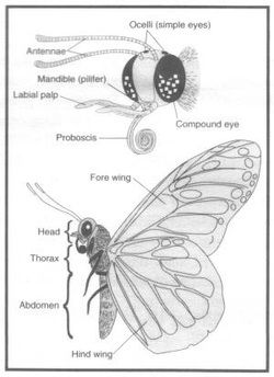 Danaus plexippus - The Muscular System Scientific Drawing Anatomy, Butterfly Biology Illustration, Scientific Illustration Butterfly, Butterfly Anatomy Drawing, Anatomy Of A Butterfly, Butterfly Anatomy Illustration, Butterfly Proboscis, Butterflies Anatomy, Butterfly Haori