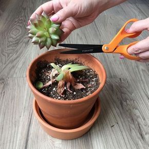 DIY: How To Fix An Ugly Succulent – Brooklyn Craft Company Succulent Diy, Succulent Garden Diy, Propagating Succulents, Growing Succulents, Succulent Gardening, Succulent Care, Succulent Terrarium, Cactus Y Suculentas, Succulents Diy