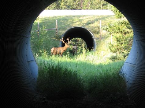 Safe Passages, or How Did the Grizzly Bear Cross the Road? Wildlife Crossing, Wildlife Corridor, Keystone Species, Save Wildlife, Stadium Design, Erosion Control, Green City, Installation Design, Animal Care