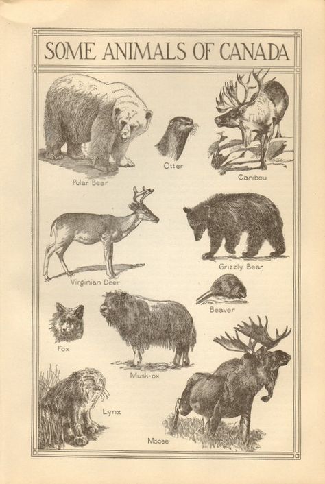 Vintage Canadian Animals Identification Page Animals In Black And White, Animal Identification, Canadian Animals, Canadian Things, Canadian Wildlife, Arte Peculiar, Canadian History, O Canada, Animal Book