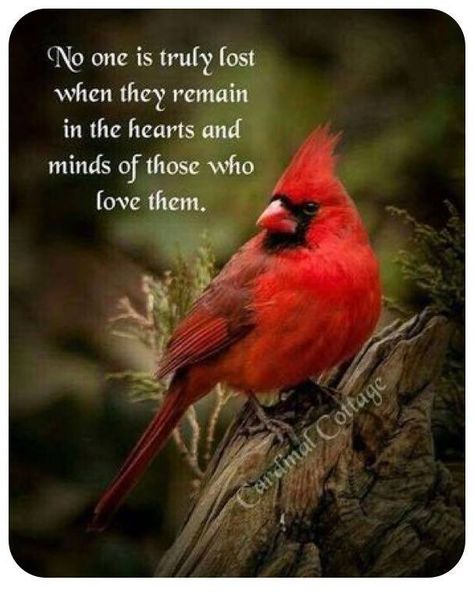 It is funny the things you miss.  I absolutely loved seeing the cardinals in my backyard while I was home this past summer.  Not seeing any here in China:(  #angels #love #reflection #family #mom Cardinal Meaning, Cardinal Quotes, Miss My Mom, Bear Quote, Bird Quotes, Miss You Mom, Life Quotes Love, Cardinal Birds, Red Bird