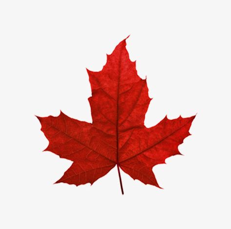 Immigration Illustration, Maple Tree Varieties, Maple Leaf Clipart, Canada Leaf, Leaf Identification, Red Maple Tree, Red Maple Leaf, Canada Maple Leaf, Tree Identification