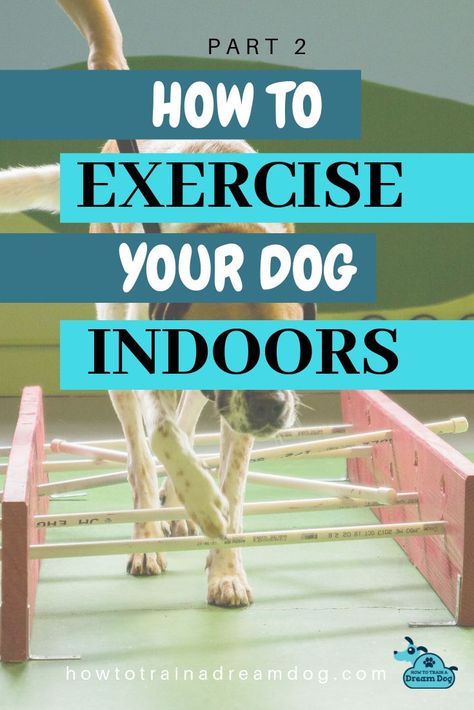 Dog Exercise Equipment, Dog Workout, Dog Agility Course Diy, Dog Fitness, Agility Workouts, Dog Agility Course, Puppy Obedience Training, Agility Training For Dogs, Exercise Activities