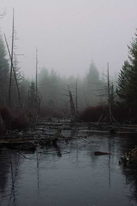 Dark Naturalism Aesthetic, Dark Naturalism, Dark Forest Aesthetic, Dark Landscape, Foggy Forest, Dark Paradise, Dark Places, Dark Photography, Dark Forest