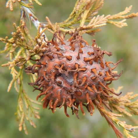 Top 10 Tree Diseases (And What to Do About Them) | Birds and Blooms Tree Mulch, Bald Cypress, The Family Handyman, Apple Varieties, Crabapple Tree, Mountain Ash, Crape Myrtle, Powdery Mildew, Crab Apple