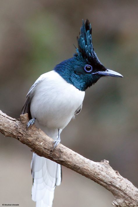 asian paradise flycatcher male Asian Paradise Flycatcher, Flycatcher Bird, Asian Birds, Paradise Flycatcher, Weird Birds, Photo Animaliere, Bird Sitting, Most Beautiful Birds, Funny Birds