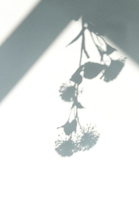 Shadow of hanging flower on white background | free image by rawpixel.com / Teddy Rawpixel Flower Shadow Photography, Flower Shadow Aesthetic, Photography White Background, White Background With Flowers, White Background Flower, Flower White Background, Plant Shadow, Shadow Flower, Flower On White Background