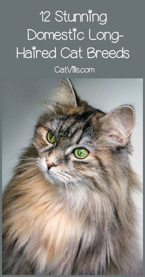 Want a super fluffy kitty to add to your family? Check out our list of domestic long-haired cat breeds, along with everything you need to know about each one! Long Haired Cat, Fluffy Kitty, Turkish Angora Cat, Domestic Cat Breeds, Long Cat, Cat Purr, Long Haired Cats, Forest Cat, Norwegian Forest Cat