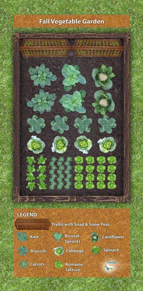 Fall Vegetable Garden Plan Vegetable Garden Plans, Fall Vegetable Garden, Organic Lawn Care, Funny Vine, Vegetable Garden Planner, Lots Of Plants, Garden Layout Vegetable, Vegetable Garden Planning, Fall Vegetables