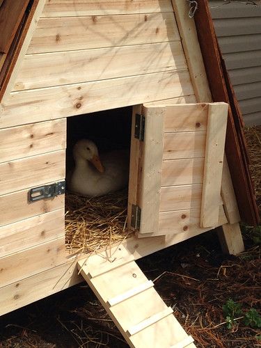 Geese House Ideas, Diy Duck House, Duck House Diy, Duck House Plans, Duck Pens, Goose House, Backyard Ducks, Cute Chicken Coops, Duck Coop