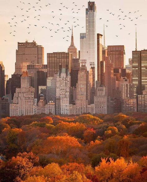 New York Lovers on Instagram: “Autumn in Central Park 🍂🍁 📸 @212sid 🔥FOUNDER: @enric_torres” Nyc Fall, Autumn In New York, Instagram Autumn, Nyc Aesthetic, Billie Holiday, New York Aesthetic, New York Life, Autumn Scenery, Best Seasons