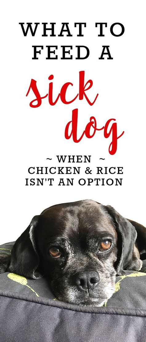 What to Feed a Sick Dog (When Chicken and Rice Isn't An Option) Sick Dog Remedies, Dog Life Hacks, Sick Puppies, Dog Remedies, Dog Health Tips, Sick Dog, Cute Dog Photos, Pet Wellness, Dog Health Care