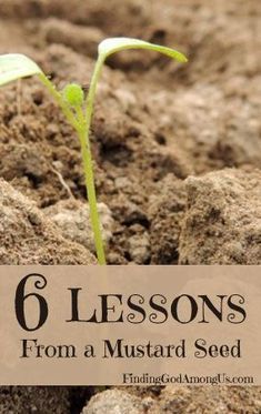 How do you grow your faith? Let six lessons from the mustard seed help nurture your faith from a tiny speck into a thriving bush. Parable of the Mustard Seed. Mustard Seed Faith Quote, Mustard Seed Parable, Parable Of The Mustard Seed, Mustard Seed Faith, Youth Lessons, Faith Stories, Kids Church Lessons, Grow Your Faith, Bible Object Lessons