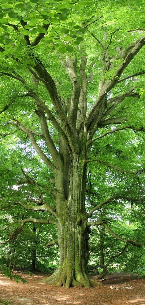 Lush green, so inviting, so beautiful, stop, breathe and take God's creation in . . . Trees Beautiful, Amazing Trees, Ancient Trees, Old Trees, Tree Hugger, Nature Tree, Tree Forest, Camping Ideas, Interesting Photos