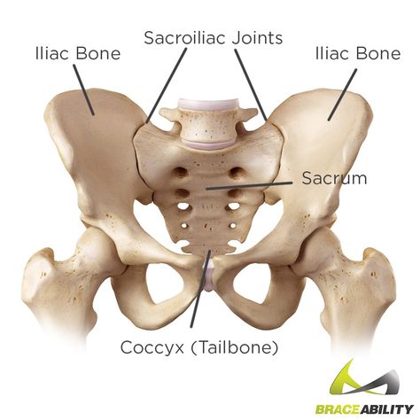 Joints Anatomy, Joints Pain Remedy, Middle Back Pain, Back Pain Remedies, Joints Pain Relief, Back Pain Exercises, Hip Pain, Back Pain Relief, Back Pain