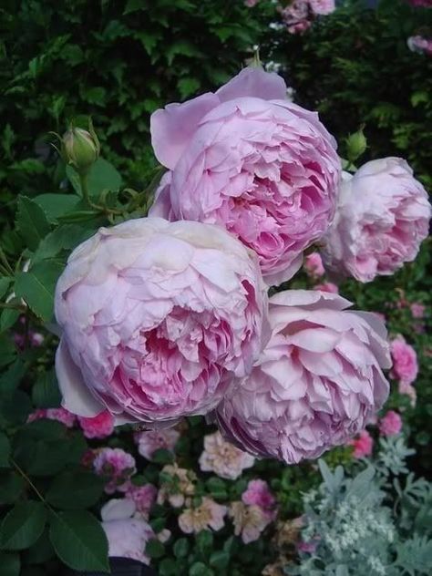 Garden Design Flowers, Southern Gardens, Cottage Garden Roses, Rose Garden Design, Roses Beautiful, Rose Care, Rose Varieties, David Austin Roses, Flowers Rose