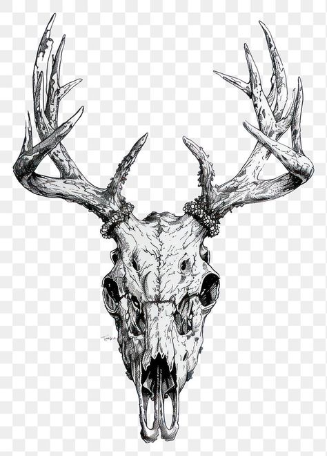 Deer Skull Design, Buck Skull Drawing, Deer Skull Back Tattoo, Deer Skull Reference, Elk Skull Drawing, Animal Skull Drawing Sketches, Deer Skull Tattoo For Men, Deer Skull Sketch, Elk Skull Tattoo