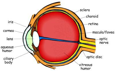 Learn about Your Eye and How Vision Works! Eye Science, Computer Keyboard Shortcuts, Human Body Science, Eye Anatomy, Two Is Better Than One, Two Eyes, 7th Grade Science, Eye Chart, Vision Eye