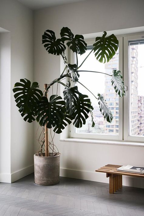 Tanaman Pot, Plant Decor Indoor, Interior Plants, Plant Aesthetic, House Plants Decor, Monstera Plant, Vintage Sofa, House Plants Indoor, Foliage Plants