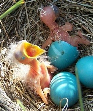 𝐏𝐡𝐨𝐭𝐨𝐬 𝐨𝐟 𝐭𝐡𝐞 𝐝𝐚𝐲 – Tfarhad Eggs In A Nest, Baby Birds, Blue Eggs, Bird Eggs, Animale Rare, Kinds Of Birds, Baby Bird, Pretty Birds, Bird Nest