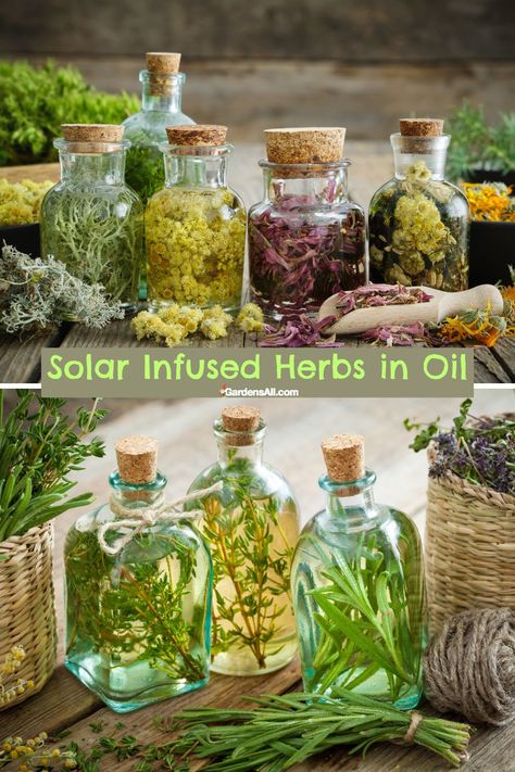 Solar Infused Herbs in Oil How To Make Infused Oils, Infused Cooking Oils, Herbalistic Medicine, Homemade Rosemary Oil, Container Herbs, Rosemary Infused Oil, Herbal Oil Recipes, Herbs In Oil, Rosemary Infused Olive Oil