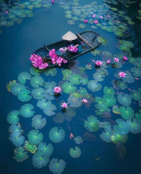 Purple Water, Vietnam Art, Canvas Art Decor, Scenic Photos, Canvas Photo Prints, Fine Art Photo, Environmental Art, Water Lily, Water Lilies