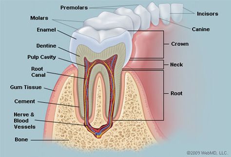 Dental Assistant Study, Teeth Anatomy, Teeth Pictures, Kesehatan Gigi, Heal Cavities, Kedokteran Gigi, Dental Hygiene School, Dental Anatomy, Human Teeth