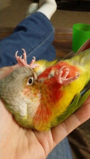 Phoenix the Pineapple Green Cheek Conure, on her back preening! Pineapple Conure Birds, Pineapple Green Cheek Conure, Conure Aesthetic, Moon Cheek Conure, Green Cheek Conure Cage Setup, Green Cheeked Conure, Conure Cage, Pineapple Conure, Conure Bird