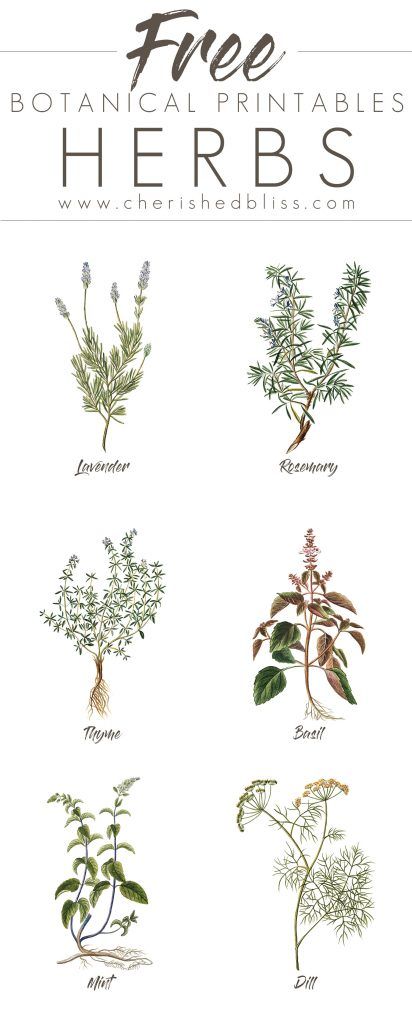 These lovely Free Spring Herb Printables are a simple a cheap way to decorate your home for the Spring! Click to Download all 6! Free Botanical Printables, Diy Highlighter, Botanical Printables, Printable Things, Decor Ikea, Illustration Botanique, Nate Berkus, Graphics Fairy, Décor Diy