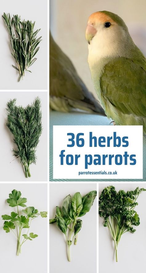 Parrot Safe Plants, Homemade Parrot Food, Conure Chop Recipe, Parrot Cages Ideas, Budgie Diet, Parrotlet Birds, Diy Cockatiel Toys, Pionus Parrot, Parrot Foraging