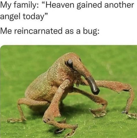 Goth Memes, Cool Bugs, A Bug, Silly Animals, My Chemical, Really Funny Pictures, Animal Memes, Funny Laugh, Reaction Pictures