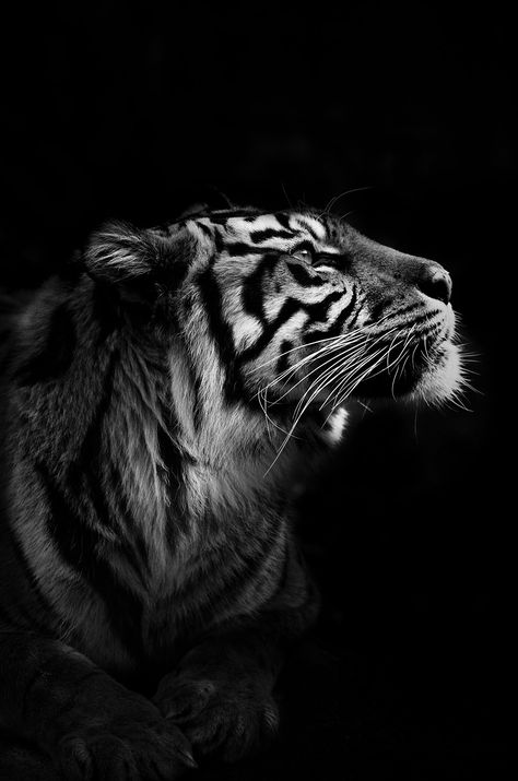 Tiger Fotografie, Art Tigre, Tiger Photography, Tiger Wallpaper, Tiger Art, Kamakura, A Tiger, Arte Fantasy, Animal Wallpaper