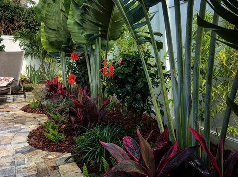 Palm Landscaping, Tropical Backyard Landscaping, Travellers Palm, Tropical Backyard, Tree Removal, Tree Trimming, Outdoor Kitchen Design, Modern Vibe, Tropical Garden