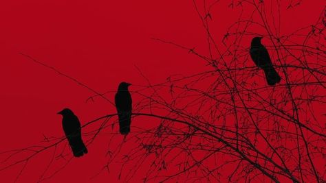 Amazing , Red , Black , Tree , Crow , Fantasy , Sky , Raven , Grunge Red Black Tree, Fantasy Sky, Black Birds, Crows Ravens, Black Tree, Red Aesthetic, Crows, Black Magic, Stock Video