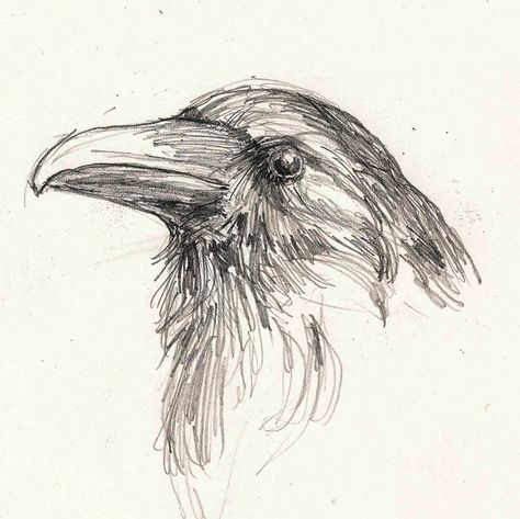 Pencil sketch of beady-eyed bird Bird Eyes Drawing, Pen Animal Sketch, Animal Eye Sketch, Bird Art Sketch, Hawk Drawing Sketches, Bird Eye Drawing, Crow Pencil Drawing, Bird Perspective Drawing, Drawings Of Ravens