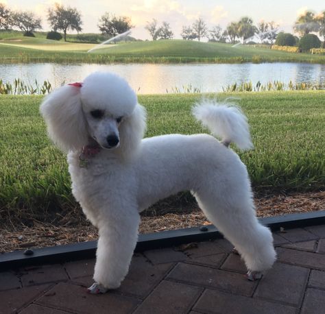 Poodle Hairstyles, Toy Poodle Haircut, Poodle Haircut Styles, White Toy Poodle, Poodle Hair, Poodle Haircut, Poddle, Poodle Cuts, Pretty Poodles