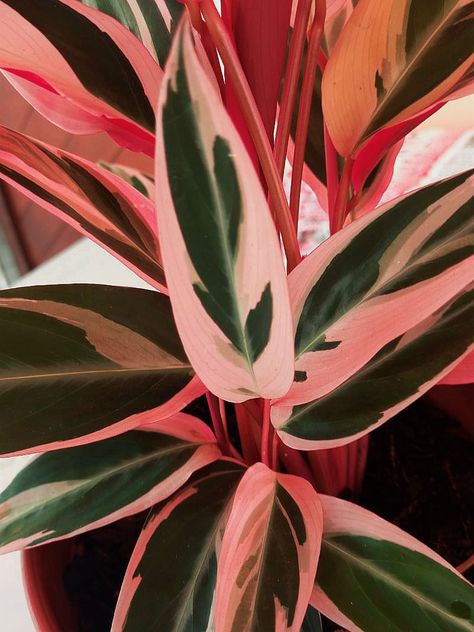 Planta maranta Tricolor folhas rosas Maranta Tricolor, Pot Wall, Tri Color, Fascinator, Plant Leaves, Living Room, Plants, Wall, Quick Saves